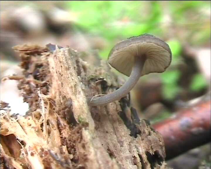 Hydropus marginellus   (Pers.:Fr.)  Singer